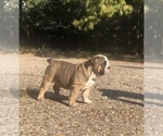 Small Photo #6 English Bulldog Puppy For Sale in FORT WORTH, TX, USA