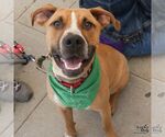 Small Photo #5 Labrador Retriever-Unknown Mix Puppy For Sale in Washington, DC, USA