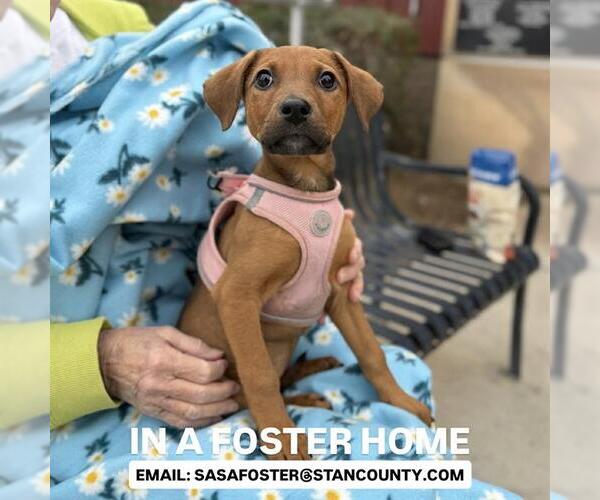 Medium Photo #2 Mutt Puppy For Sale in Modesto, CA, USA