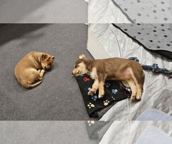 Medium Photo #3 Siberian Husky Puppy For Sale in Williamsburg, NM, USA