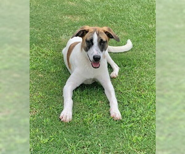 Medium Photo #8 Rat Terrier-Unknown Mix Puppy For Sale in Boston, MA, USA