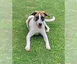 Small #7 Rat Terrier Mix