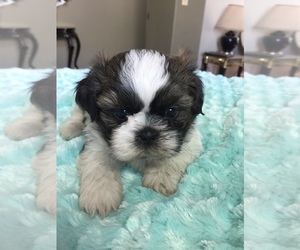 Shih Tzu Puppy for sale in REDDING, CA, USA