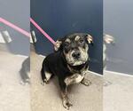 Small Bulldog Mix