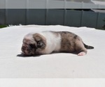 Small #1 Pug