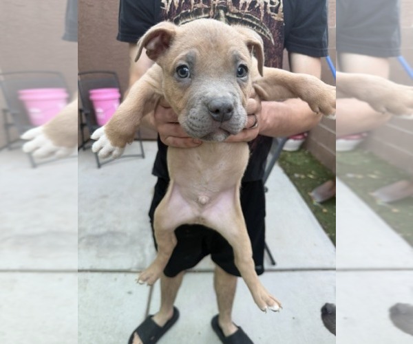 Medium Photo #1 American Pit Bull Terrier Puppy For Sale in HENDERSON, NV, USA
