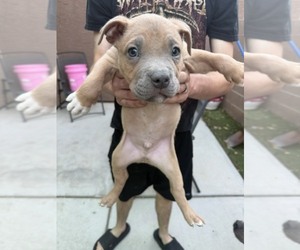 American Pit Bull Terrier Dogs for adoption in HENDERSON, NV, USA