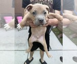 Various - Male American Pit Bull Terrier Dog for Adoption - Small photo