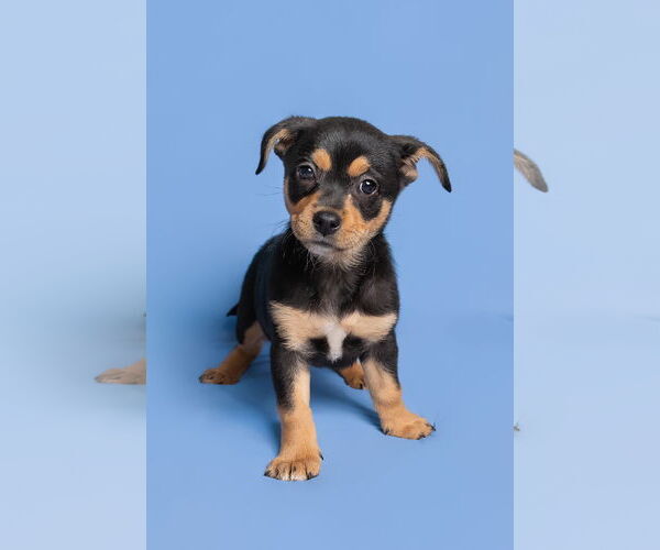 Medium Photo #2 Chihuahua-Unknown Mix Puppy For Sale in McKinney, TX, USA