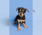 Small #1 Chihuahua Mix