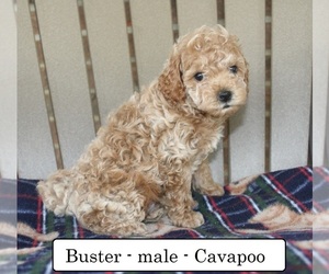Cavapoo Puppy for sale in CLARKRANGE, TN, USA