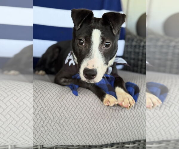 Medium Photo #4 Border Collie-Unknown Mix Puppy For Sale in Euless, TX, USA