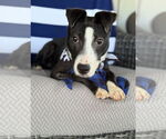 Small #3 Border Collie Mix