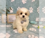 Small #4 Mal-Shi
