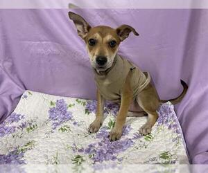 Mutt Dog for Adoption in Modesto, California USA