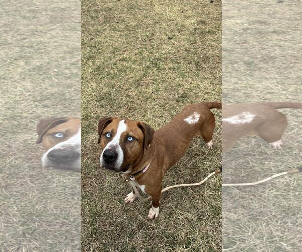 Medium Photo #1 American Staffordshire Terrier-Unknown Mix Puppy For Sale in Front Royal, VA, USA