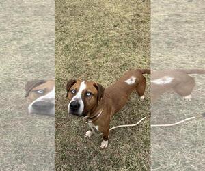 American Staffordshire Terrier-Unknown Mix Dogs for adoption in Front Royal, VA, USA