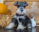 Small #3 Schnauzer (Miniature)