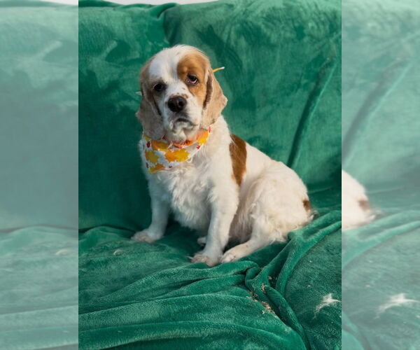 Medium Photo #3 Cocker Spaniel Puppy For Sale in Brights Grove, Ontario, Canada