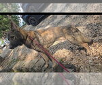 Small #2 German Shepherd Dog-Holland Shepherd Mix
