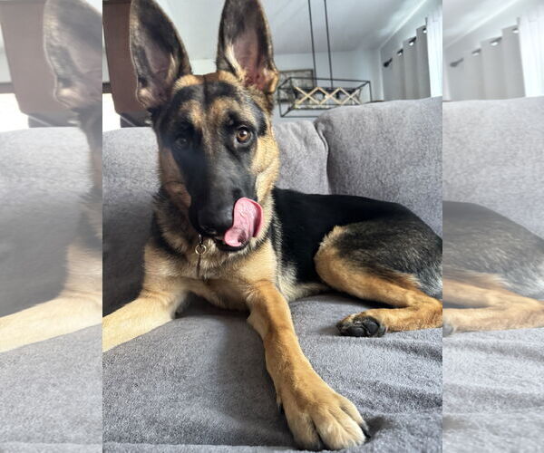Medium Photo #7 German Shepherd Dog-Unknown Mix Puppy For Sale in Princeton, MN, USA