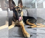 Small #6 German Shepherd Dog Mix