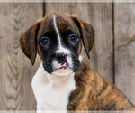 Small #1 Boxer