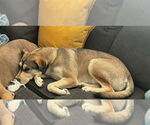 Small #2 German Shepherd Dog-Huskies  Mix