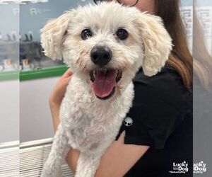 Mutt Dogs for adoption in Washington, DC, USA