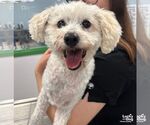 Small Mutt