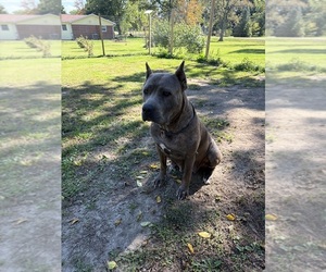 Mother of the Cane Corso puppies born on 08/08/2026