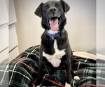 Small Photo #7 Collie-Labrador Retriever Mix Puppy For Sale in Kanab, UT, USA