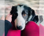 Small #7 Border Collie