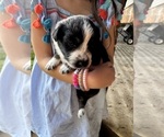 Small #4 Australian Shepherd