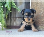 Small Photo #37 Yorkshire Terrier Puppy For Sale in MANES, MO, USA