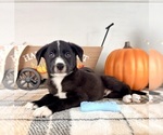 Small #3 Border Collie