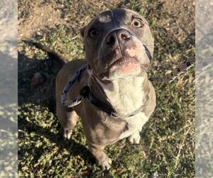 Mutt Dogs for adoption in San Antonio, TX, USA