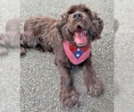 Small #2 Cocker Spaniel