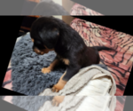 Small #5 Rottweiler