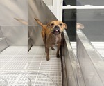 Small #5 American Pit Bull Terrier Mix