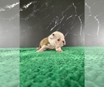 Small Photo #30 Boston Terrier Puppy For Sale in TULARE, CA, USA