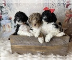 Small Photo #11 Poodle (Standard) Puppy For Sale in CONCORD, NC, USA