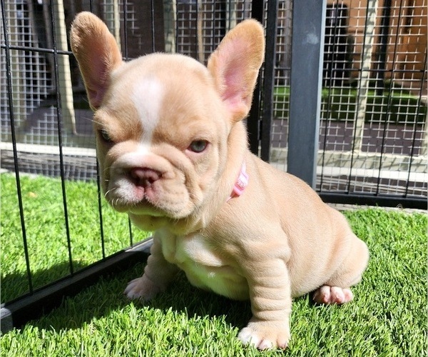 Medium Photo #4 French Bulldog Puppy For Sale in LAS VEGAS, NV, USA