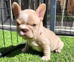 Small #3 French Bulldog