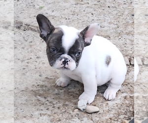 French Bulldog Puppy for sale in CLEVELAND, OH, USA