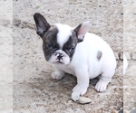 Small French Bulldog