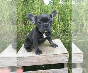 French Bulldog Puppy for sale in GOSHEN, IN, USA