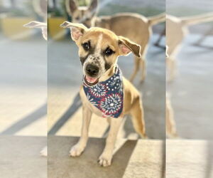 Bogart - Male Mutt Dog for Adoption - Photo #8