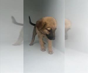 German Shepherd Dog-Unknown Mix Dogs for adoption in Houston, TX, USA