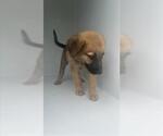 Small German Shepherd Dog Mix